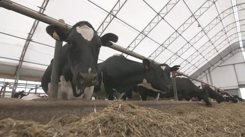 Cows On A Dairy Farm