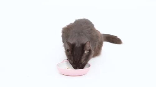 Fluffy Cat Enjoys Food From a Bowl