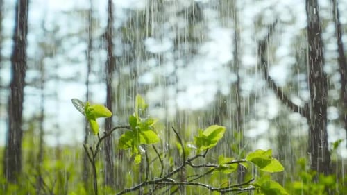 Lluvia en el bosque