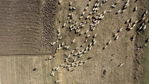 Über eine Schafherde fliegen