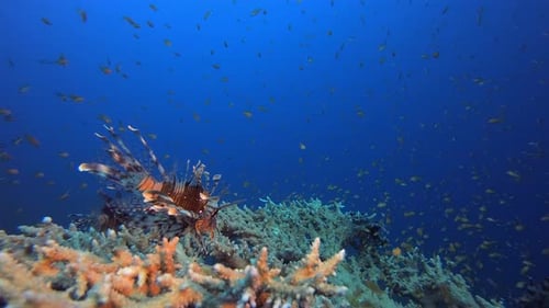 Tropische Meereslandschaft Bunter Feuerfisch