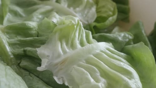 Close Up of Fresh Green Lettuce Leaves