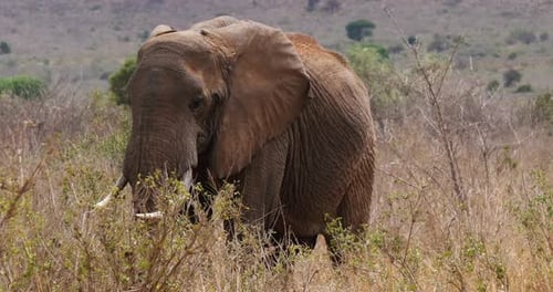 African Elephant, loxodonta africana, Adult in savannah, Tsavo Park in Kenya, Real Time 4K