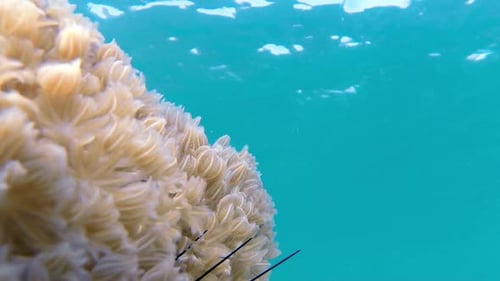 Soft Coral with Sea Urchins Underwater in Tropical Sea