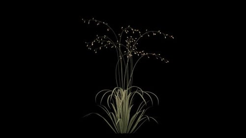Yellow Meadow Grow