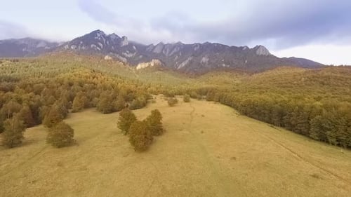 Fly Over Autumn Forest
