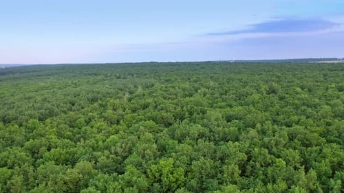 Survol du paysage naturel de la forêt