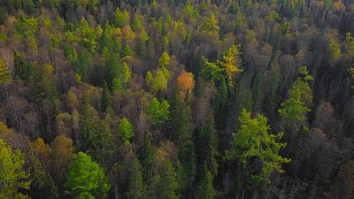 Yellow Autumn Forest. Colorful Leaf-Bearing Deciduous Trees in Fall. Aerial Top View