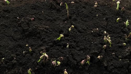 Sprouts Germination Newborn Pea Plant in Greenhouse
