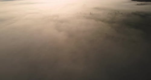 Thick Fog Covered The Pine Forest. Dawn In The Carpathians