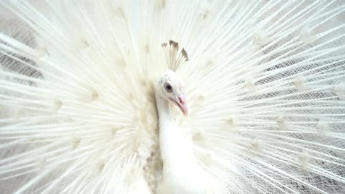Albino peacock bird displaying out spread tail feathers with white plumage in zoo park.