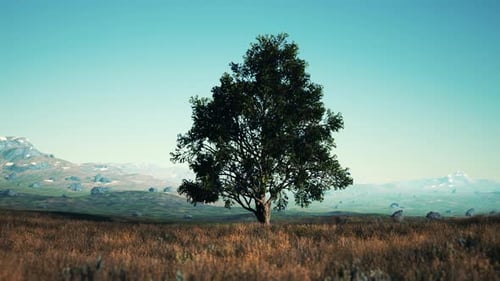Iconic Oak Tree Casts a Long Shadow Into a Golden Hill
