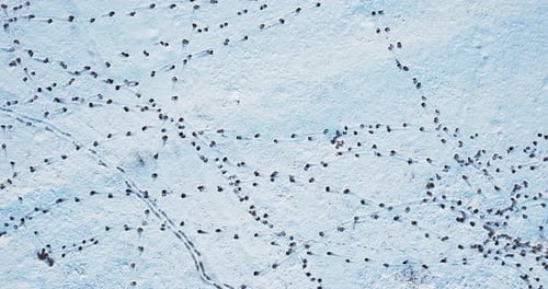 Animal tracks in the snow