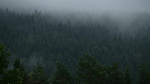 Foggy Forest Landscape