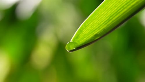 Water Droplet Hanging on Green Leaf Tip