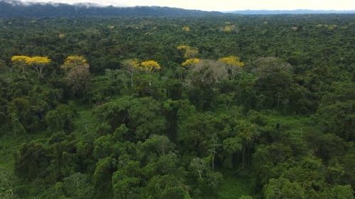 Aerial View of Lush Green Tropical Rainforest