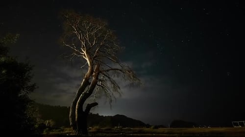 Bare Tree Silhouetted Against Starlit Night Sky