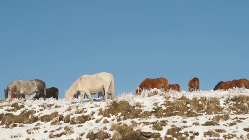 Wild Horses Pasturing on Top of a Snow Covered Mountain Against Blue Sky