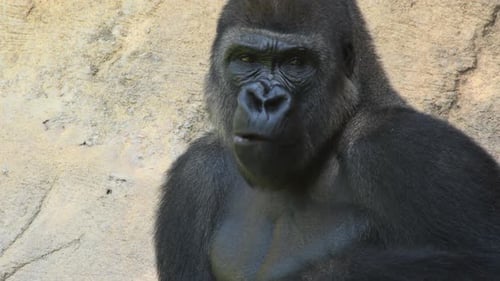 Gorilla Eating in a Natural Park