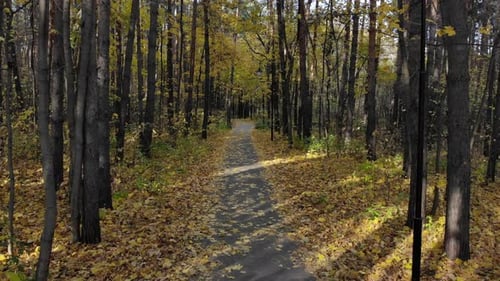 Beautiful Trail in the Autumn Forest or Urban Park