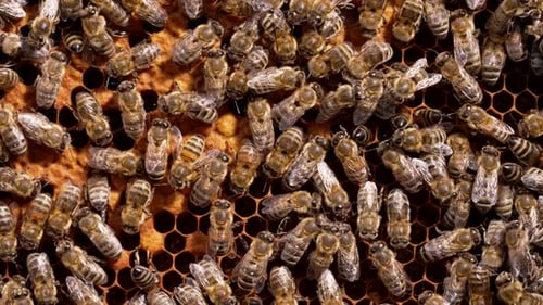 Mit Varroatose infizierte Bienen