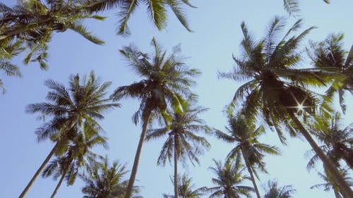 Palmen unter blauem Himmel