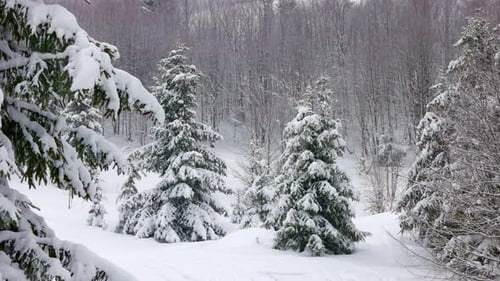 A Small Meadow Covered with Snow and Surrounded By Fir Trees in Foggy Weather in the Carpathian