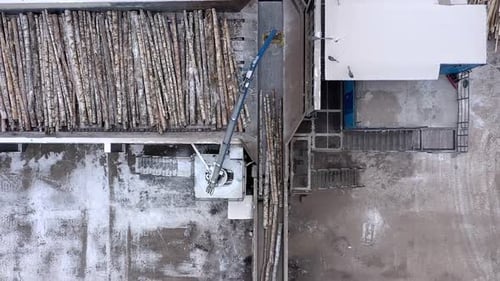 Birch Trees are Processed Into Chipboard at the Factory