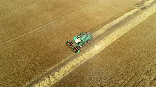 Aerial Drone Footage. Combine Harvester Gathers the Wheat. Harvesting Grain Field.