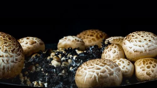 Mushrooms Growing Close Up Time Lapse