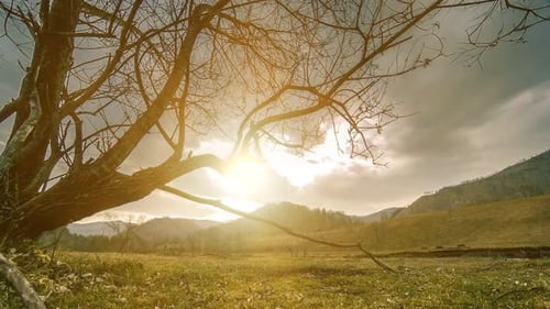 Time Lapse of Death Tree and Dry Yellow Grass at Mountian Landscape with Clouds and Sun Rays