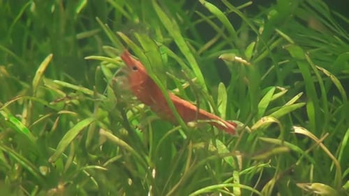 Concept 10-A1 View of Cherry Shrimp in Aquarium