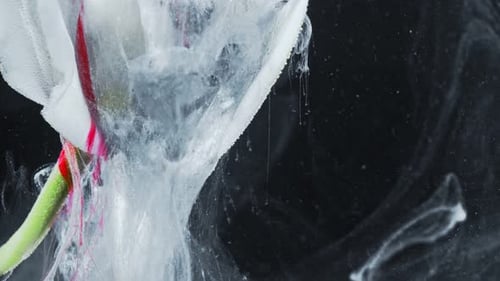 White Flower with Ink Dropping in Water