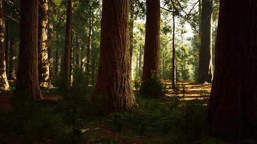 Giant Sequoias in the Giant Forest Grove in the Sequoia National Park