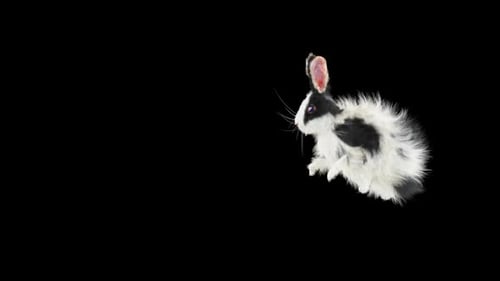 Black and White Rabbit Hopping with Alpha Channel