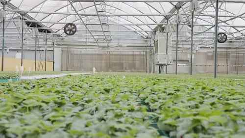Seedlings Flourish in Tranquil Greenhouse Environment