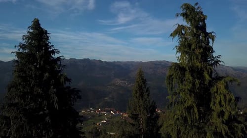 Arbres de montagne