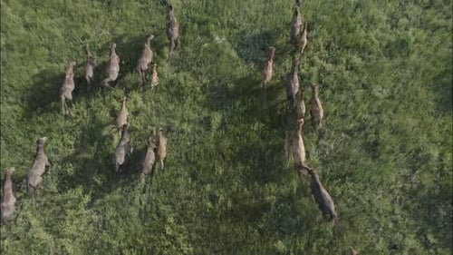 Chevaux sauvages qui courent des Mustangs sauvages sur l'herbe verte
