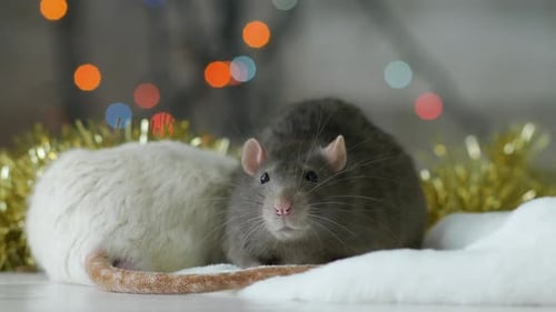 Two Rats Cozy Together with Holiday Lights