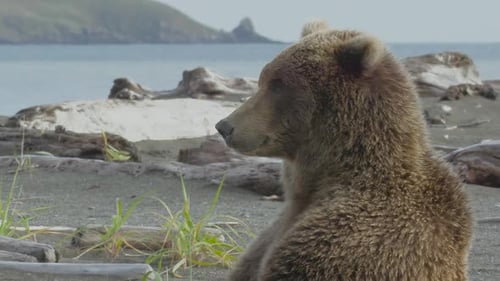 Brown Bear Relaxing on a Wild Beach Coast