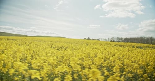 Weitläufiger Horizont gelber Felder mit Rapspflanzen in Jütland, Dänemark