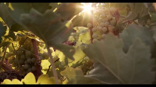 Saftige Trauben hängen im grünen Laub im Weinberg