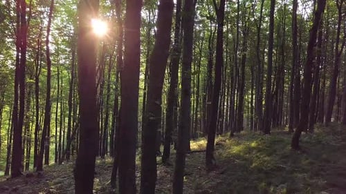 Green Forest