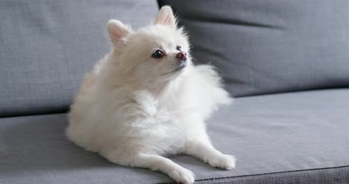 Cute White Pomeranian Dog Relaxing on Gray Couch
