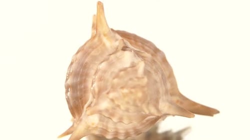 Prickly Sea Shell on White, Rotation, Reflection, Close Up, Cam Moves To the Left