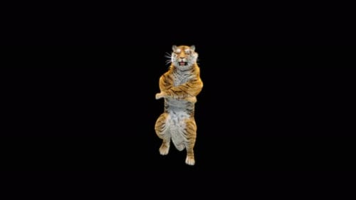 66 Tiger Tanzen 4K