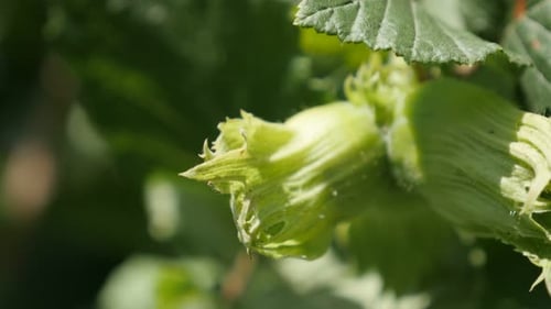 First green hazelnut organic fruit and leaves on the tree close-up 4K 2160p 30fps UltraHD footage