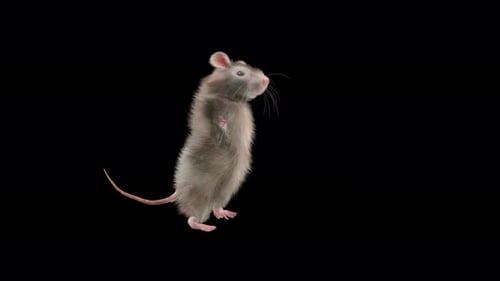 Realistic 3D Animated Rat Standing and Looking Around on Alpha Channel