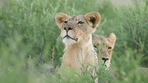 Pair of Lions Resting in Green Brush