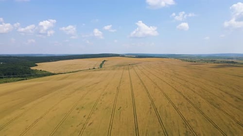 Aerial Landscape View of Yellow Cultivated Agricultural Field with Ripe Wheat on Bright Summer Day